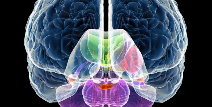 Mirror Neurons in  Trauma Therapy